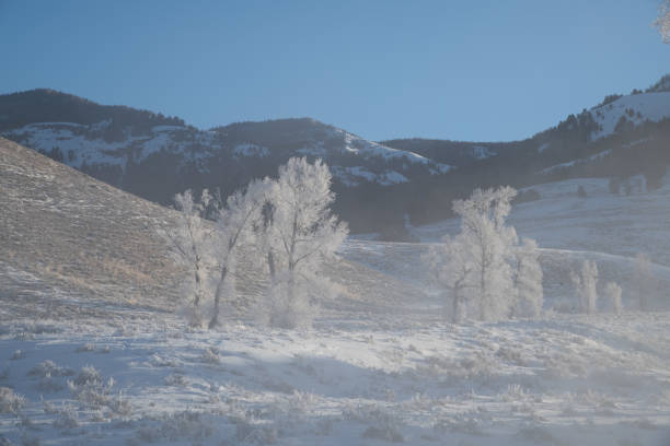 istock Winter scenary in Yellowstone 1131682747