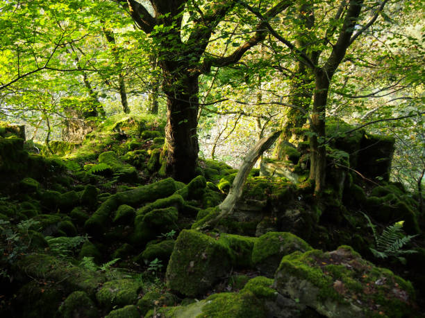 istock sunlight through trees in a forest with vibrant green leaves and scattered moss covered boulders in shadow with ferns 1131682783