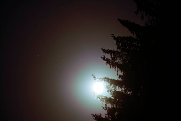 A full moon at night in the forest