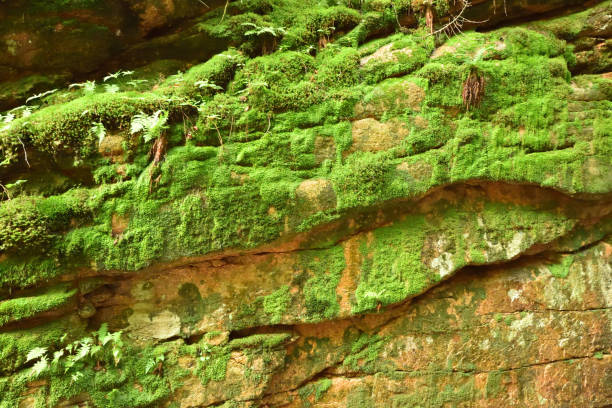 istock Green Moss Growing on a Rock Wall in the Forest 1131683726