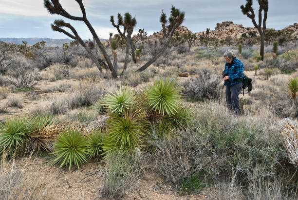 Woman Viewing Vandalized Joshua Trees During the 2018 - 2019 US Government shutdown, protected Joshua Trees at Joshua Tree National Park were vandalized. This woman hiker was observing the damage to the trees that were cut down next to the Wall Street Mill Trail. jeff goulden joshua tree national park stock pictures, royalty-free photos & images