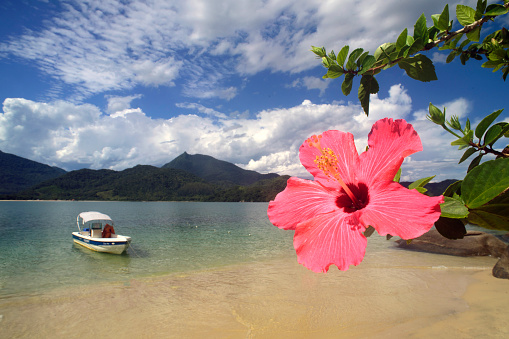 Closeup of a hibiscus flower with the beach of Pelado island in the Paraty Bay in the state of Rio de Janeiro in the background