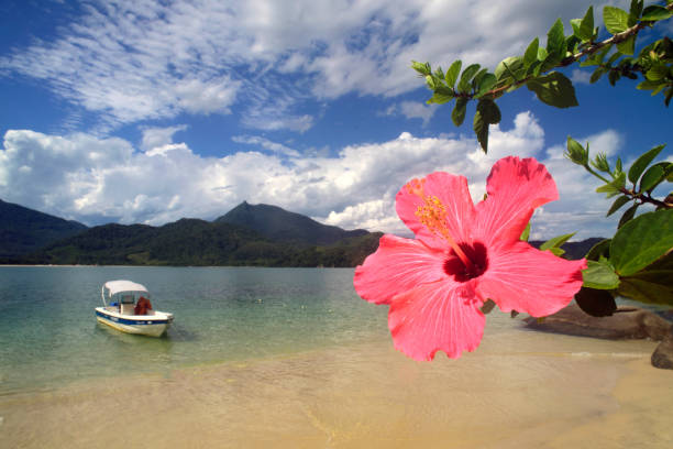 Pelado Island, Paraty Bay - Brazil Closeup of a hibiscus flower with the beach of Pelado island in the Paraty Bay in the state of Rio de Janeiro in the background paraty brazil stock pictures, royalty-free photos & images