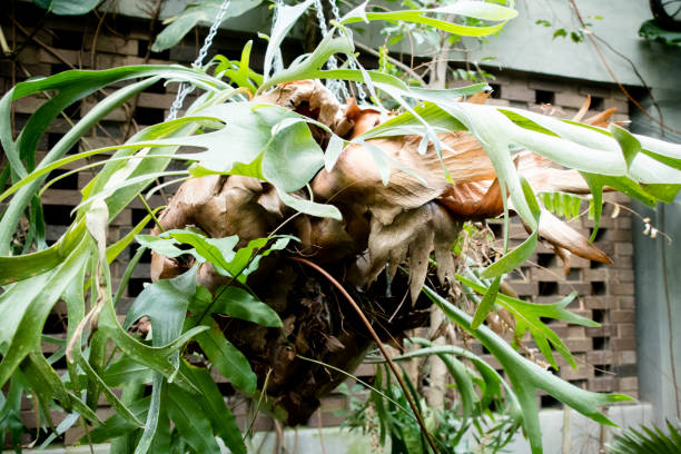 staghorn fern Staghorn fern is growing in a pot sponger stock pictures, royalty-free photos & images