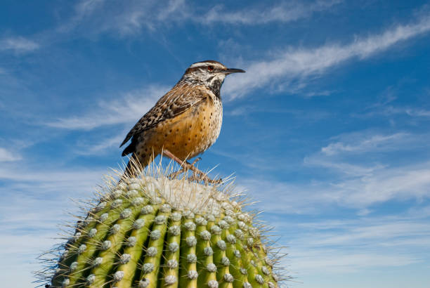 istock Cactus Wren on a Saguaro Cactus 1131685345