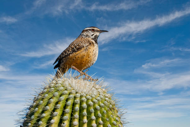 Cactus Wren on a Saguaro Cactus The cactus wren (Campylorhynchus brunneicapillus) is the state bird of Arizona. This species of wren is native to the southwestern United States southwards to central Mexico. This wren was photographed perched on a saguaro cactus in the mountains near Tucson, Arizona, USA. jeff goulden sonoran desert stock pictures, royalty-free photos & images