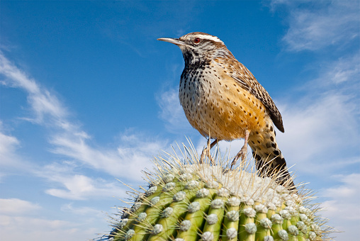 The cactus wren (Campylorhynchus brunneicapillus) is the state bird of Arizona. This species of wren is native to the southwestern United States southwards to central Mexico. This wren was photographed perched on a saguaro cactus in the mountains near Tucson, Arizona, USA.