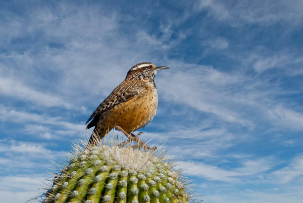 istock Cactus Wren on a Saguaro Cactus 1131685424
