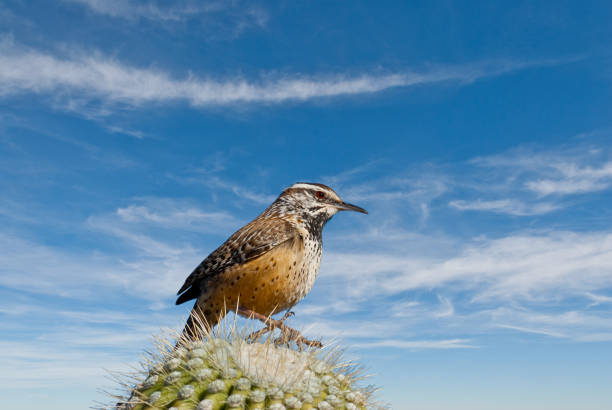 istock Cactus Wren on a Saguaro Cactus 1131685456