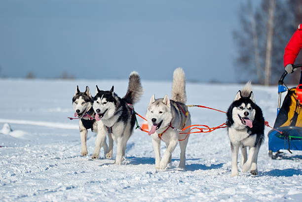 sled dog race - yukon stock-fotos und bilder