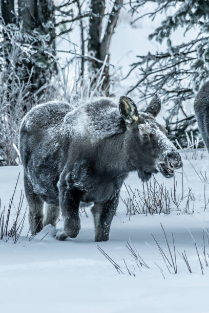 istock Moose bull calf and cow eating in winter 1131686640
