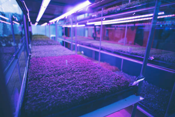 plántulas de plantas en el laboratorio de sistemas cerrados - controlled environment fotografías e imágenes de stock