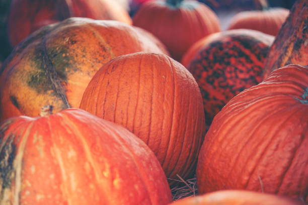 istock Giant pumpkin in vegetable farms 1131689210