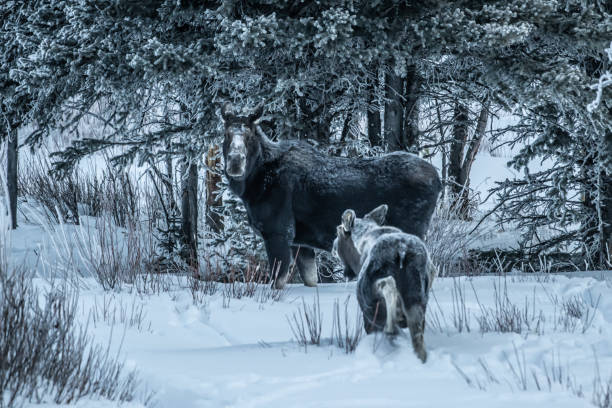 istock Moose bull calf and cow eating in winter 1131689218