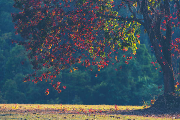 Trees in the autumn season, tropical forest