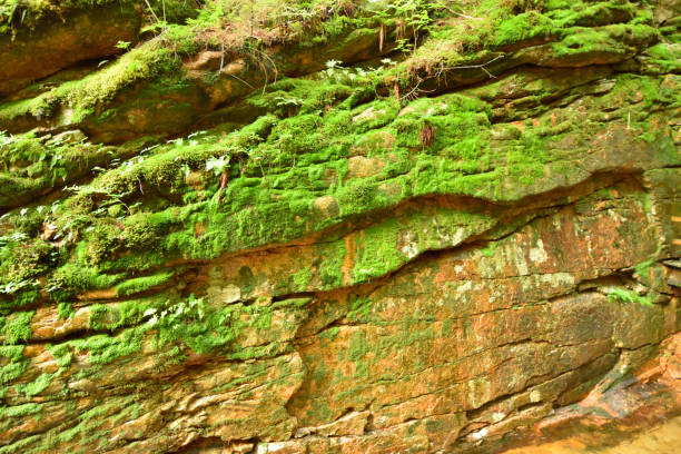 istock Green Moss Growing on a Rock Wall in the Forest 1131690070