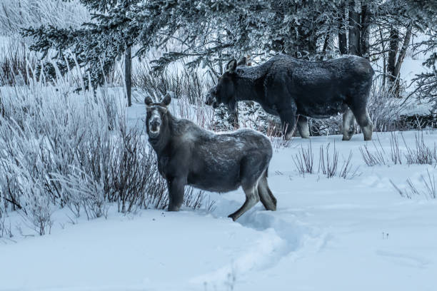 istock Moose bull calf and cow eating in winter 1131690227
