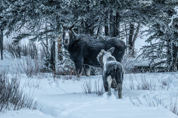 Moose bull calf and cow eating in winter