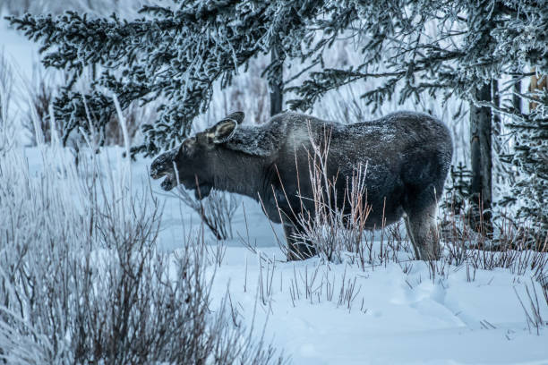 istock Moose bull calf and cow eating in winter 1131690373
