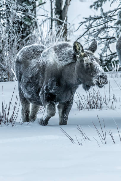 istock Moose bull calf and cow eating in winter 1131691146