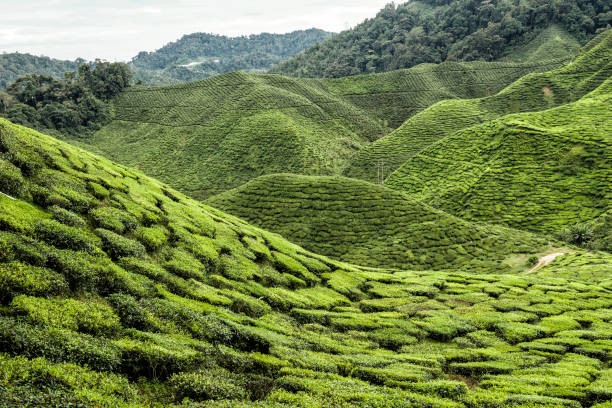 istock Tea Plantation, Cameron Highland, Malaysia 1131691925