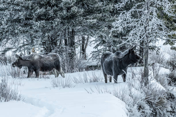 istock Moose bull calf and cow eating in winter 1131691931