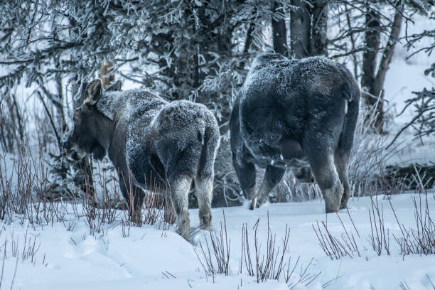 istock Moose bull calf and cow eating in winter 1131692620