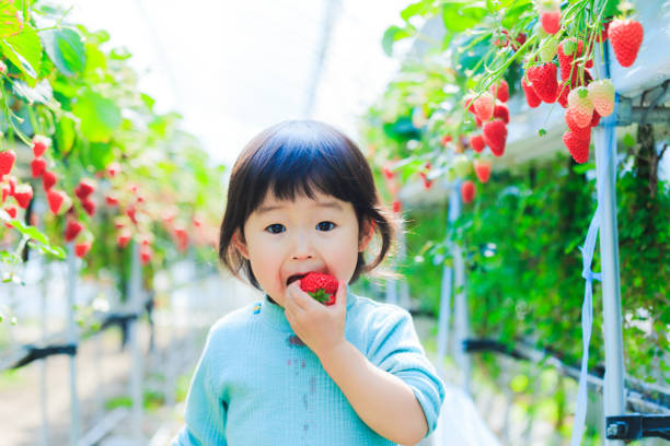 dzieci jedzą truskawki - child food fruit childhood zdjęcia i obrazy z banku zdjęć