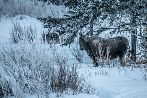 istock Moose bull calf and cow eating in winter 1131692911