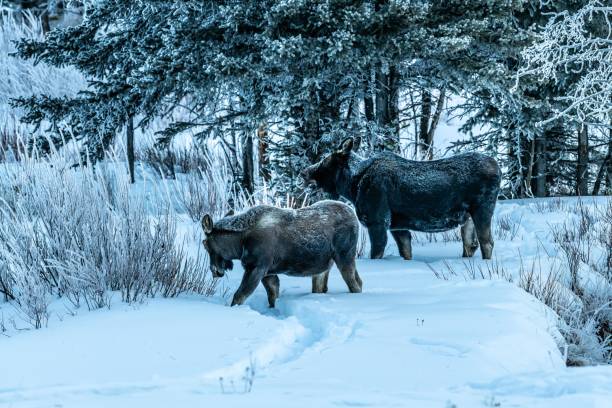 istock Moose bull calf and cow eating in winter 1131692951