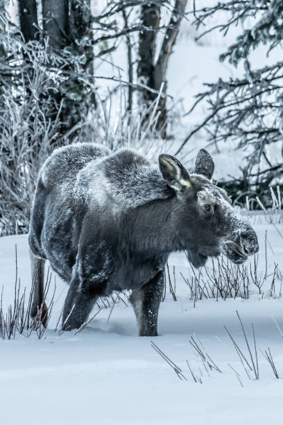 istock Moose bull calf and cow eating in winter 1131694648