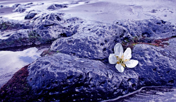 Sakura flower on a wet stone near the ocean