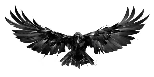 illustrazioni stock, clip art, cartoni animati e icone di tendenza di uccello corvo disegnato in volo su sfondo bianco - isolated background objects