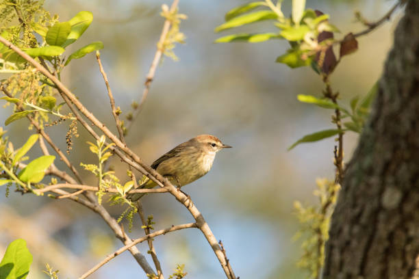 istock Pine Warbler Setophaga pinus perches in a tree 1131698605