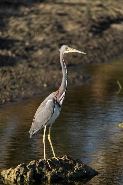 istock Little blue heron Egretta caerulea perched on a rock 1131698681