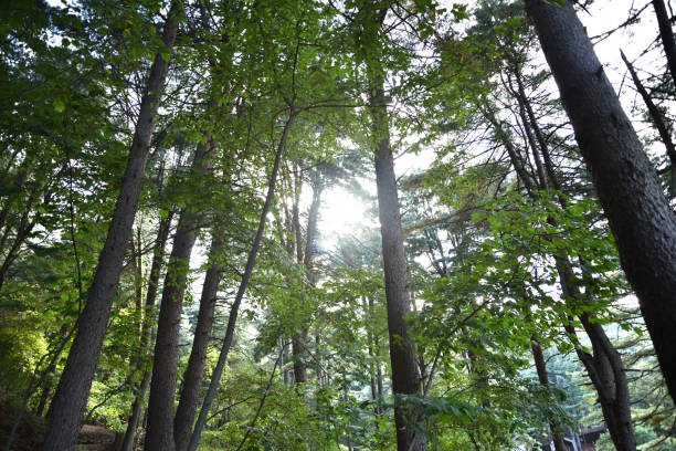 Light in the Pine Tree Forest healing in the woods Light in the Pine Tree Forest 태양광선 stock pictures, royalty-free photos & images