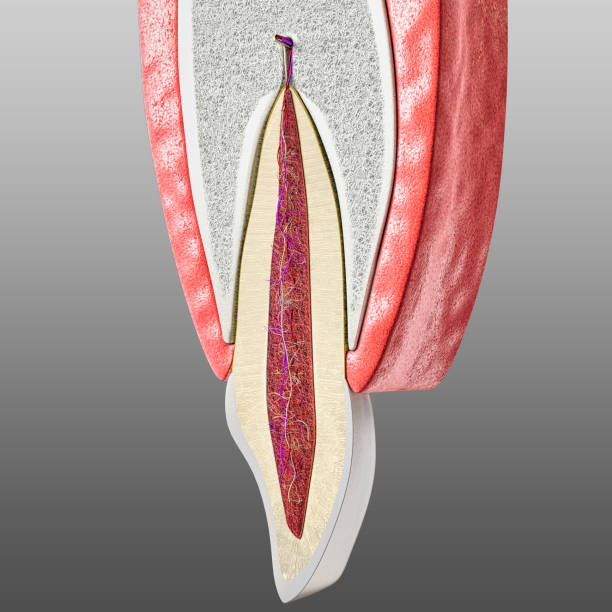 structure anatomique de la dent et du parodontium. incisière centrale humaine sectionnelle montrant les structures qui forment le tissu dentaire et les tissus parodontal. infographie, illustration 3d - pulpe photos et images de collection