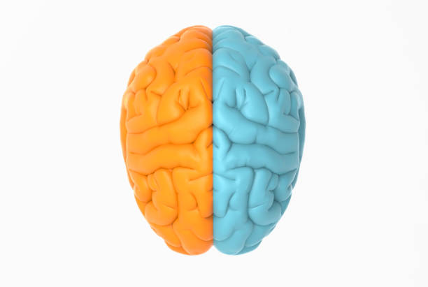 istock Brain illustration on top view with orange and blue color 1131701229