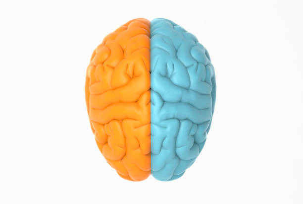 ilustração do cérebro na vista superior com cor alaranjada e azul - ideas education healthcare and medicine indoors - fotografias e filmes do acervo