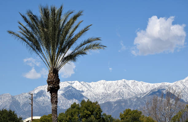A Wintry View Behind a Palm Tree stock photo