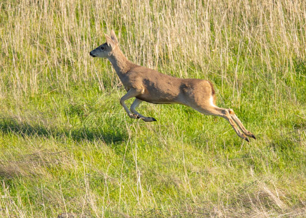 istock Young black-tailed deer (fawn) caught in midflight while jumping on a hillside in North California 1131702127