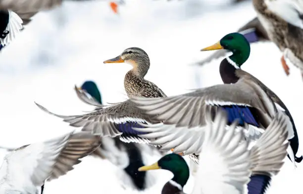 Photo of Beautiful and colorful mallard ducks in different formations