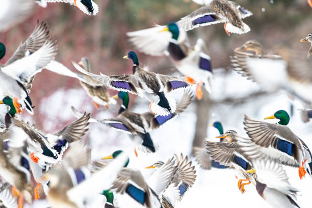 istock Beautiful and colorful mallard ducks in different formations 1131702701