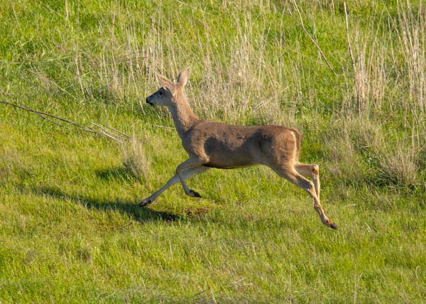 istock Young black-tailed deer (fawn) caught in midflight while jumping on a hillside in North California 1131702704