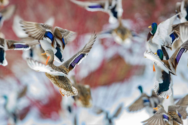 istock Beautiful and colorful mallard ducks in different formations 1131702705