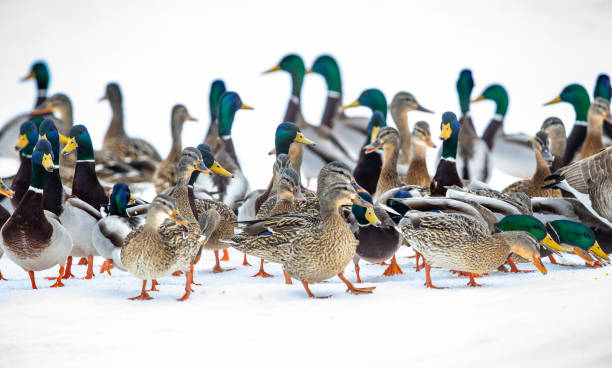 istock Beautiful and colorful mallard ducks in different formations 1131702706