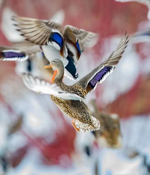 Photo of Beautiful and colorful mallard ducks in different formations