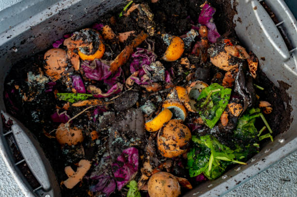 Apartment composting in a bin, using kitchen food scraps and worm vermiculture Worm vermiculture compost with rotting food scraps for gardening hobby, making natural fertilizer for plants grotesque stock pictures, royalty-free photos & images