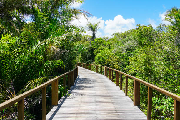 istock Perspective of wood bridge in tropical forest. 1131706846