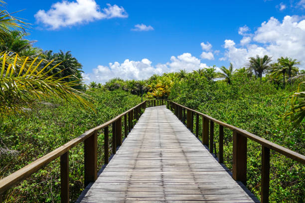 istock Perspective of wood bridge in tropical forest. 1131706877